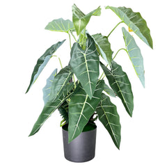 De Gardenia Alocasia Polly Artificial Plant with Pot – 80cm Tall Faux African Mask Plant with Bold Veined Leaves | Indoor Tropical Plant for Home & Office Decor