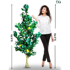De Gardenia Natural Olive Silk Tree – 5.4 Feet Tall Lifelike Faux Green Olive Plant for Home, Office & Indoor Décor | Realistic Artificial Tree with Slender Trunk & Dense Leaves