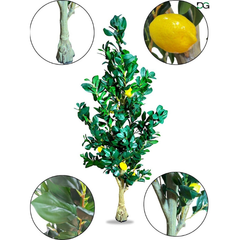 De Gardenia Natural Olive Silk Tree – 5.4 Feet Tall Lifelike Faux Green Olive Plant for Home, Office & Indoor Décor | Realistic Artificial Tree with Slender Trunk & Dense Leaves