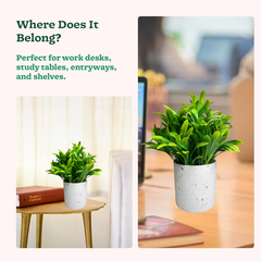 De Gardenia Artificial Rubber Plant – Small Faux Potted Plant for Tabletop, Home, Bathroom & Office Décor | Indoor Decorative Greenery
