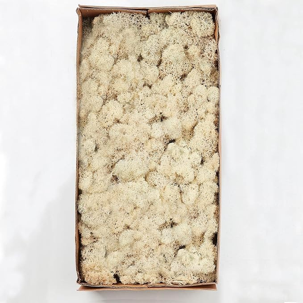 De Gardenia Prefleur Preserved Reindeer Craft Moss | Natural Green DIY Kit for Gardening, Arts & Crafts, Florist Projects, Wedding Backdrop & Home Decoration