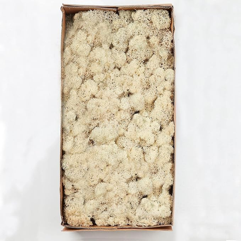 De Gardenia Prefleur Preserved Reindeer Craft Moss | Natural Green DIY Kit for Gardening, Arts & Crafts, Florist Projects, Wedding Backdrop & Home Decoration