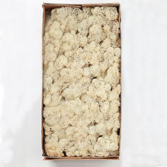 De Gardenia Prefleur Preserved Reindeer Craft Moss | Natural Green DIY Kit for Gardening, Arts & Crafts, Florist Projects, Wedding Backdrop & Home Decoration