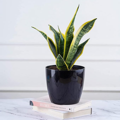 De Gardenia Plastic Flower Pots – 4.4 Inch Modern Decorative Planters for Indoor & Outdoor Use | Lightweight & Durable | Plants Not Included