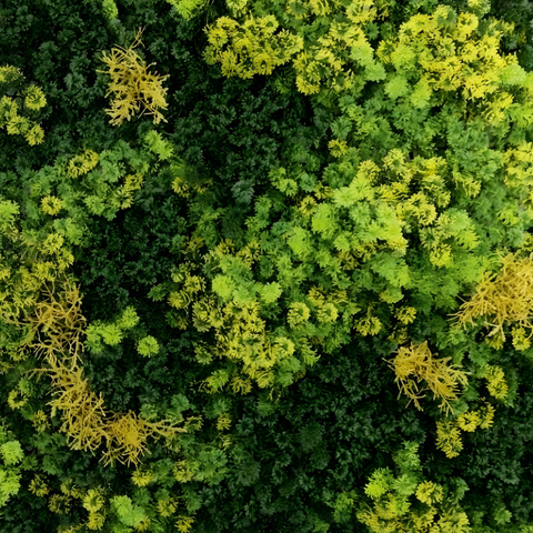 De Gardenia 100x100cm Artificial Greenery Wall Panel – Lush Faux Vertical Garden Mat for Wall, Balcony, Fence & Home Décor