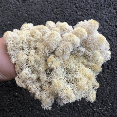 De Gardenia Prefleur Preserved Reindeer Craft Moss | Natural Green DIY Kit for Gardening, Arts & Crafts, Florist Projects, Wedding Backdrop & Home Decoration