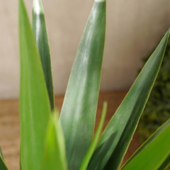 De Gardenia Artificial Yucca Plant – 75 cm Tall Faux Green Plant for Indoor & Outdoor Décor | Lifelike Maintenance-Free Decorative Plant | Pot Not Included