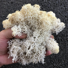 De Gardenia Prefleur Preserved Reindeer Craft Moss | Natural Green DIY Kit for Gardening, Arts & Crafts, Florist Projects, Wedding Backdrop & Home Decoration