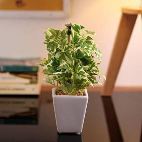 De Gardenia Mini Artificial Wandering Plant – 19 cm Tall Faux Green Plant with Ceramic Vase | Indoor Decorative Plant for Home & Office Décor