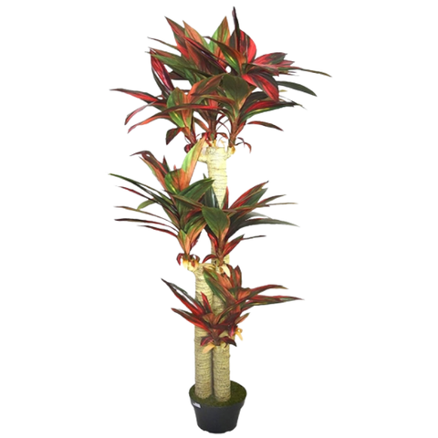 De Gardenia Cordyline X3 Red – 170 cm Tall Artificial Plant with Pot | Lifelike Faux Tropical Greenery for Home & Office Décor