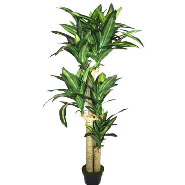 De Gardenia Cordyline X3 Green – 170 cm Tall Artificial Plant with Pot | Lifelike Faux Tropical Greenery for Home & Office Décor