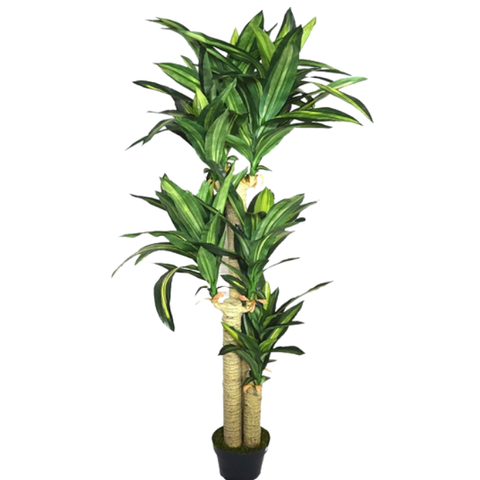 De Gardenia Cordyline X3 Green – 170 cm Tall Artificial Plant with Pot | Lifelike Faux Tropical Greenery for Home & Office Décor