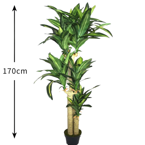 De Gardenia Cordyline X3 Green – 170 cm Tall Artificial Plant with Pot | Lifelike Faux Tropical Greenery for Home & Office Décor