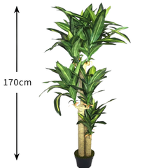 De Gardenia Cordyline X3 Green – 170 cm Tall Artificial Plant with Pot | Lifelike Faux Tropical Greenery for Home & Office Décor