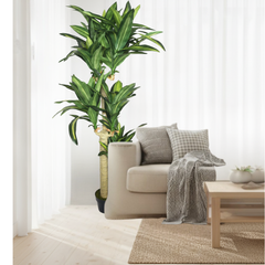 De Gardenia Cordyline X3 Green – 170 cm Tall Artificial Plant with Pot | Lifelike Faux Tropical Greenery for Home & Office Décor