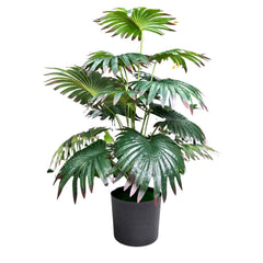De Gardenia Artificial Licuala Palm Plant with Pot – 2.5 Ft Tall Ruffled Fan Palm Tree | Realistic Faux Tropical Indoor Plant for Home & Office Décor