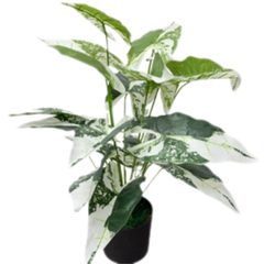 De Gardenia Aglonema X18 – 65 cm Tall Artificial Plant | Lifelike Faux Indoor & Outdoor Décor