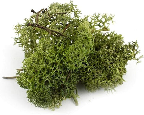 De Gardenia Preserved Reindeer Moss – Deep Green | Natural Moss for Crafts, Terrariums, Wall Art & DIY Decor