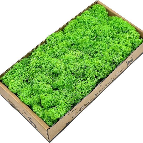 De Gardenia Preserved Reindeer Moss – Light Green | Bulk Pack | Natural Moss for Crafts, Wall Art, Terrariums & Home Decor