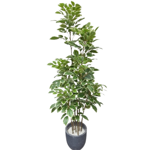 De Gardenia Artificial Red Machira Variegated Plant – 180CM Tall Faux Tree Without Pot | Decorative Statement Plant for Home, Office & Events