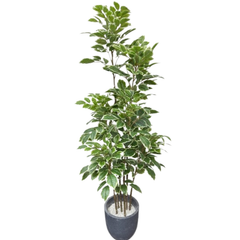 De Gardenia Artificial Red Machira Variegated Plant – 180CM Tall Faux Tree Without Pot | Decorative Statement Plant for Home, Office & Events