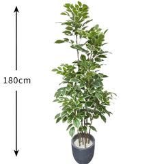 De Gardenia Artificial Red Machira Variegated Plant – 180CM Tall Faux Tree Without Pot | Decorative Statement Plant for Home, Office & Events