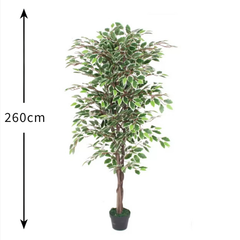 De Gardenia Variegated Ficus in Wooden Bark – 180 cm Tall Artificial Plant Without Pot | Lifelike Faux Indoor Greenery