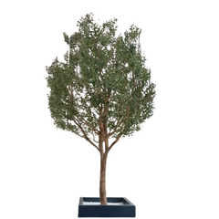 De Gardenia 10ft Preserved Olive Tree – Authentic Natural Indoor Tree for Luxury Home, Office & Hotel Décor