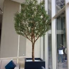 De Gardenia 10ft Preserved Olive Tree – Authentic Natural Indoor Tree for Luxury Home, Office & Hotel Décor