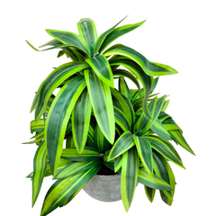 De Gardenia Handmade Artificial Dracaena Reflexa Bonsai Plant with Pot – 30 cm Tall Faux Decorative Plant for Home & Office Décor | Realistic Indoor Greenery