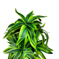 De Gardenia Handmade Artificial Dracaena Reflexa Bonsai Plant with Pot – 30 cm Tall Faux Decorative Plant for Home & Office Décor | Realistic Indoor Greenery