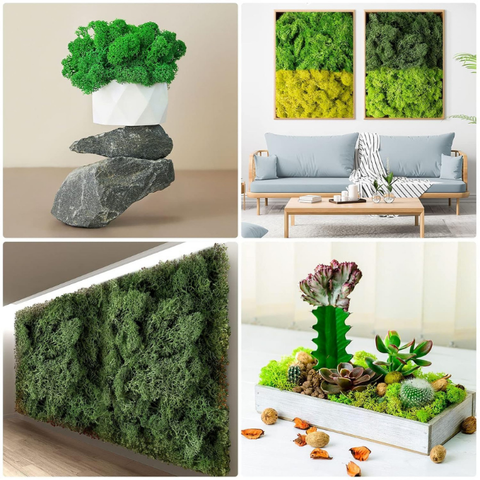 De Gardenia Preserved Reindeer Moss – Multicolored Natural Moss for Crafts, DIY, Home & Office Wall Décor | Pack of 4 Colors | 250g Each Color