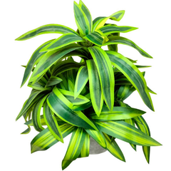 De Gardenia Handmade Artificial Dracaena Reflexa Bonsai Plant with Pot – 30 cm Tall Faux Decorative Plant for Home & Office Décor | Realistic Indoor Greenery