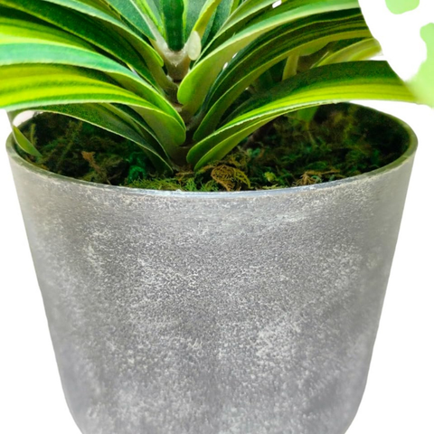 De Gardenia Handmade Artificial Dracaena Reflexa Bonsai Plant with Pot – 30 cm Tall Faux Decorative Plant for Home & Office Décor | Realistic Indoor Greenery