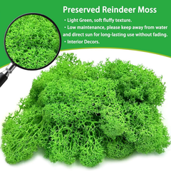 De Gardenia Preserved Reindeer Moss – Light Green | Bulk Pack | Natural Moss for Crafts, Wall Art, Terrariums & Home Decor
