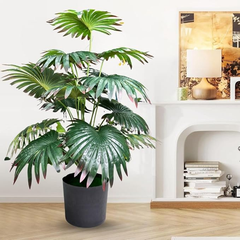 De Gardenia Artificial Licuala Palm Plant with Pot – 2.5 Feet Tall Faux Ruffled Fan Palm for Home & Office Décor | Realistic Tropical Indoor Plant