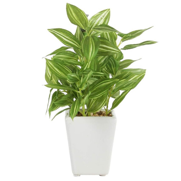 De Gardenia Mini Artificial Hypoestes Plant with Ceramic Vase – 19 cm Tall Faux Green Indoor Plant for Home & Office Décor | 72 Leaves | Realistic & Maintenance-Free
