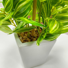 De Gardenia Mini Artificial Hypoestes Plant with Ceramic Vase – 19 cm Tall Faux Green Indoor Plant for Home & Office Décor | 72 Leaves | Realistic & Maintenance-Free