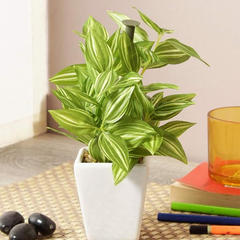 De Gardenia Mini Artificial Hypoestes Plant with Ceramic Vase – 19 cm Tall Faux Green Indoor Plant for Home & Office Décor | 72 Leaves | Realistic & Maintenance-Free