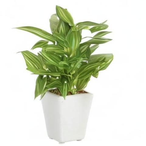 De Gardenia Mini Artificial Hypoestes Plant with Ceramic Vase – 19 cm Tall Faux Green Indoor Plant for Home & Office Décor | 72 Leaves | Realistic & Maintenance-Free