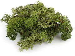 De Gardenia Preserved Reindeer Moss – Deep Green | Natural Moss for Crafts, Terrariums, Wall Art & DIY Decor