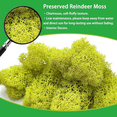 De Gardenia Preserved Reindeer Moss – Yellow | Natural Craft Moss for DIY, Floral Decor, Terrariums & Wall Art