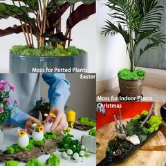 De Gardenia Preserved Reindeer Moss – Light Green | Bulk Pack | Natural Moss for Crafts, Wall Art, Terrariums & Home Decor