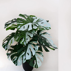 De Gardenia Artificial Monstera Plant – 78.7 cm Tall with Black Pot | 18 Green & White Leaves | Realistic Faux Decorative Plant for Home, Office & Interior Décor