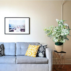 Artificial Money Plant Tree – Natural-Looking Faux Greenery for Home, Office, Garden & Event Decoration | Easy to Clean & Washable