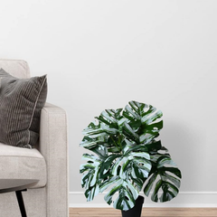 De Gardenia Artificial Monstera Plant – 78.7 cm Tall with Black Pot | 18 Green & White Leaves | Realistic Faux Decorative Plant for Home, Office & Interior Décor