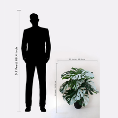 De Gardenia Artificial Monstera Plant – 78.7 cm Tall with Black Pot | 18 Green & White Leaves | Realistic Faux Decorative Plant for Home, Office & Interior Décor