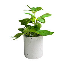 De Gardenia Artificial Rubber Plant – Small Faux Potted Plant for Tabletop, Home, Bathroom & Office Décor | Indoor Decorative Greenery