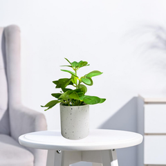 De Gardenia Artificial Rubber Plant – Small Faux Potted Plant for Tabletop, Home, Bathroom & Office Décor | Indoor Decorative Greenery