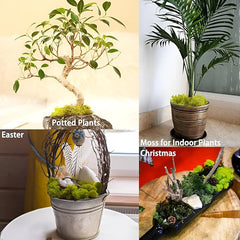 De Gardenia Preserved Reindeer Moss – Yellow | Natural Craft Moss for DIY, Floral Decor, Terrariums & Wall Art